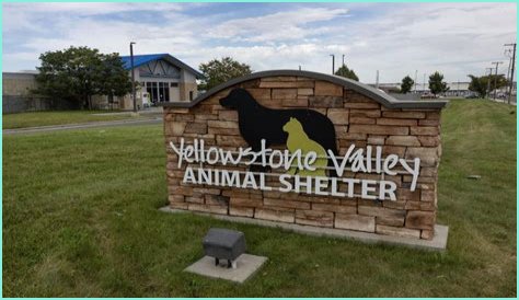 Discover The Heart Of Animal Welfare: Unveiling Yellowstone Animal Shelter